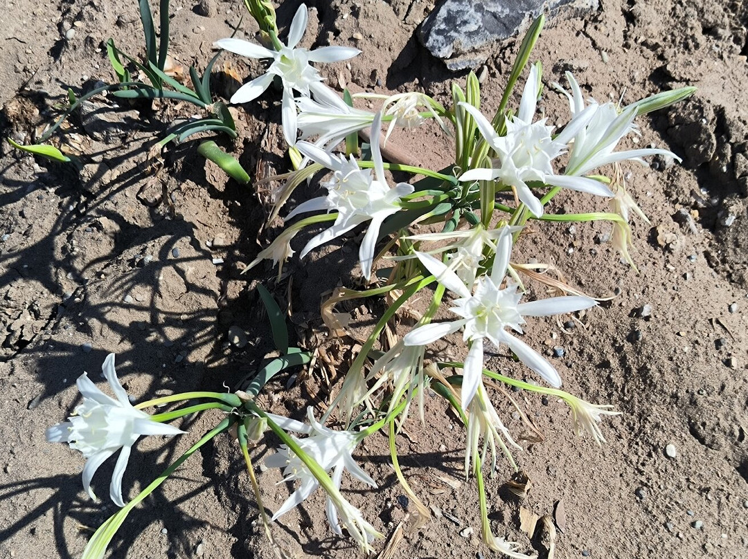 Daphni Nesting Beach景点图片