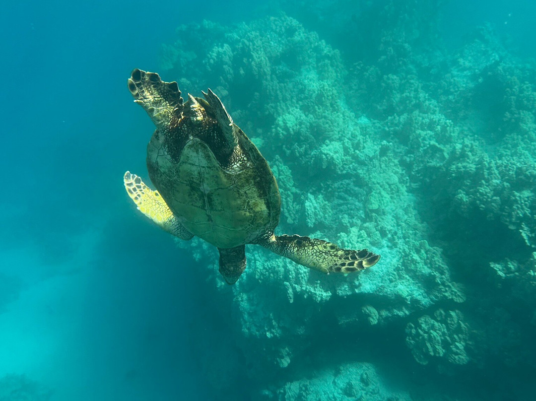 Ocean Thrills-威可洛亚必去景点