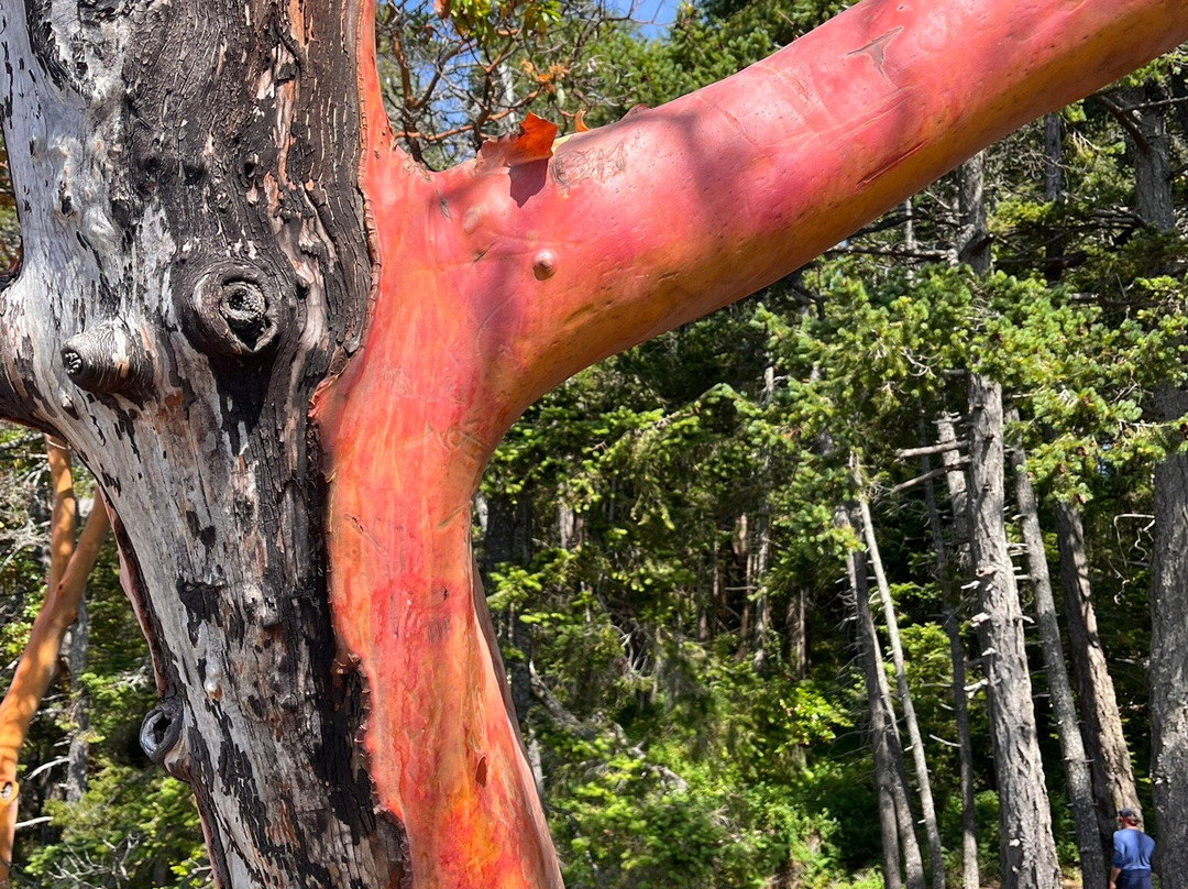 Smuggler Cove Marine Provincial Park-Halfmoon Bay必去景点
