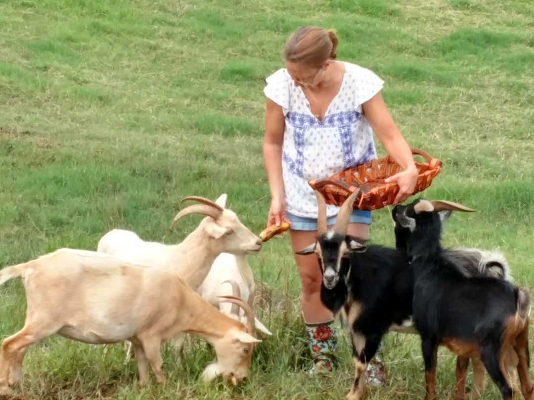 Mauna Kea Cloudforest Bioreserve-希洛必去景点