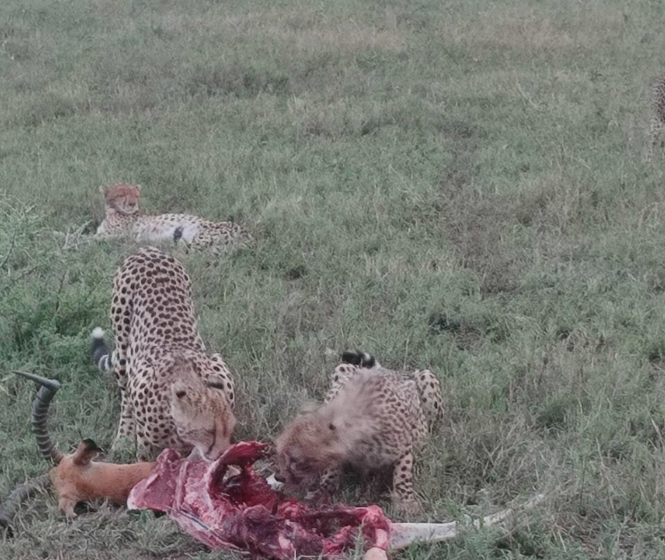 Best tour operator in Tanzania by Rede Tours and Safaris景点图片
