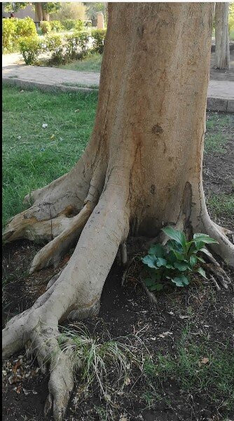 Feryal Garden-亚斯文必去景点