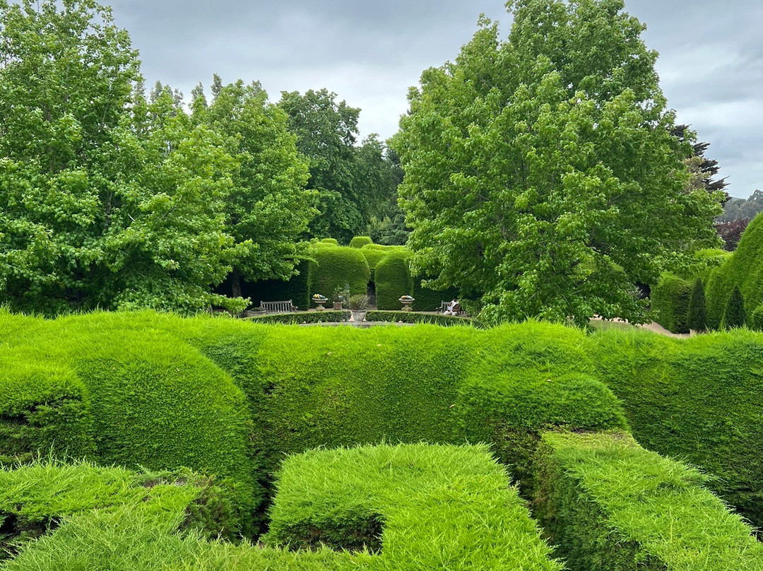 Ashcombe Maze & Lavender Garden景点图片