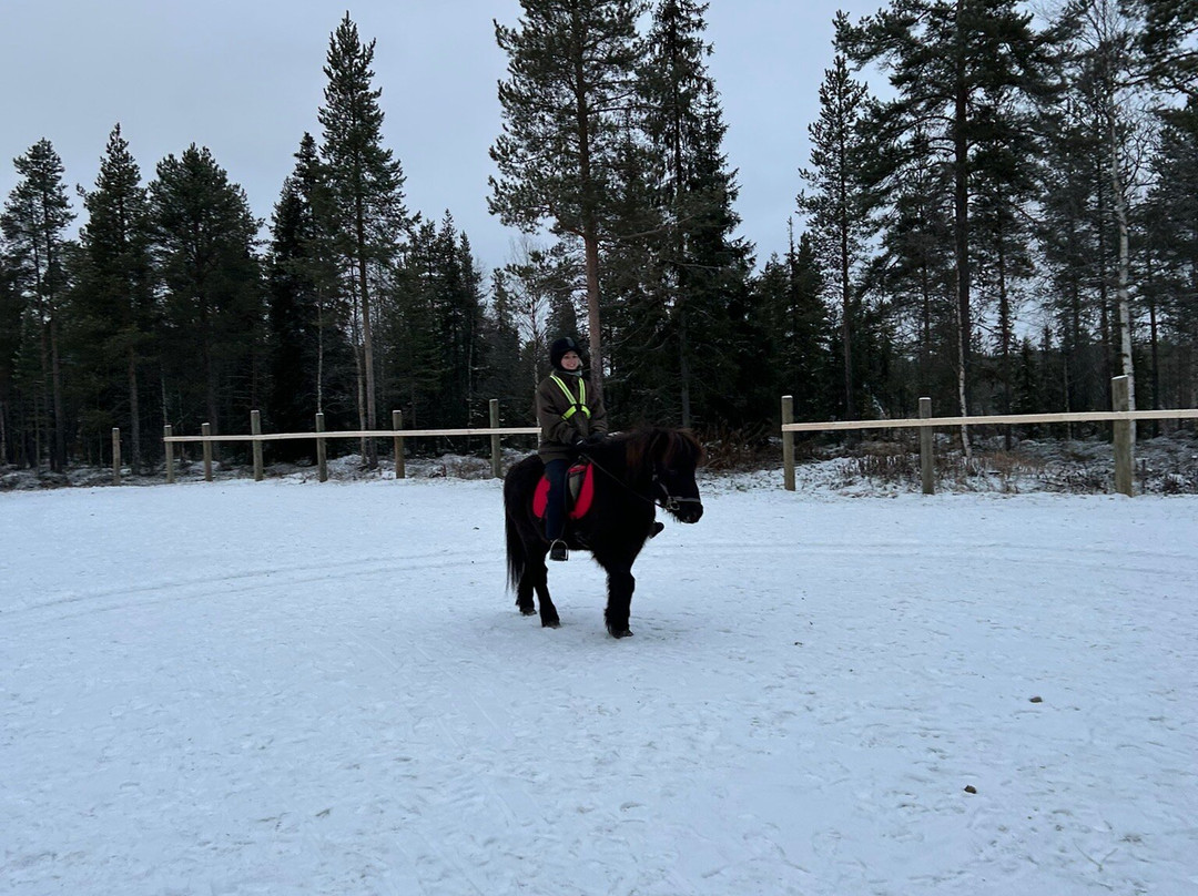 Lapin Saaga Icelandic Horse Stable in Levi-Sirkka必去景点
