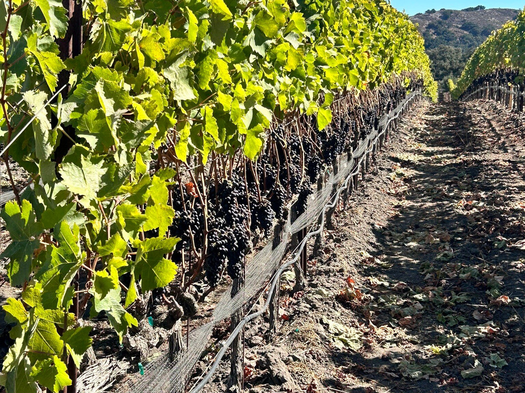 Foxen Vineyard-圣玛丽亚必去景点