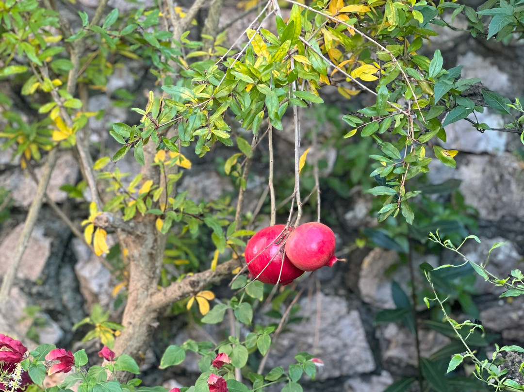 Giardino 21 Marzo主图