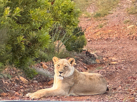 Safari Royale-安汪嘎石必去景点