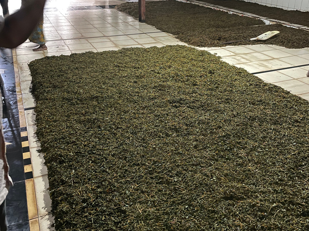 Muswenna Tea Factory-加勒必去景点