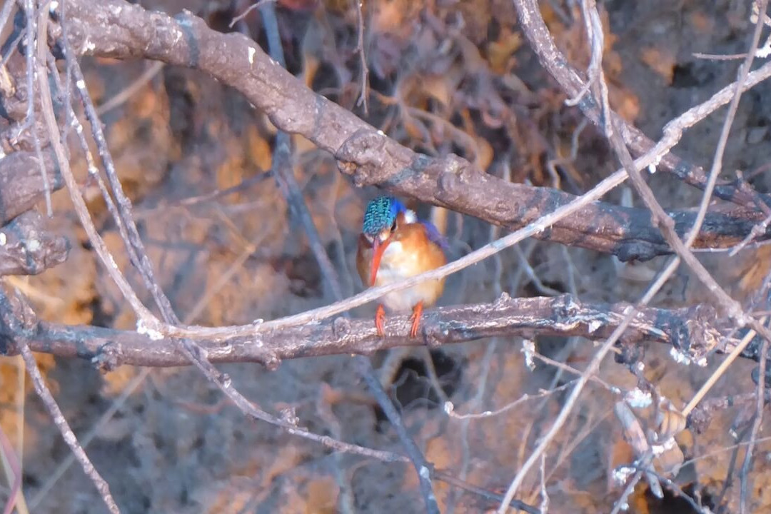Buffalo Core Area-Bwabwata National Park必去景点