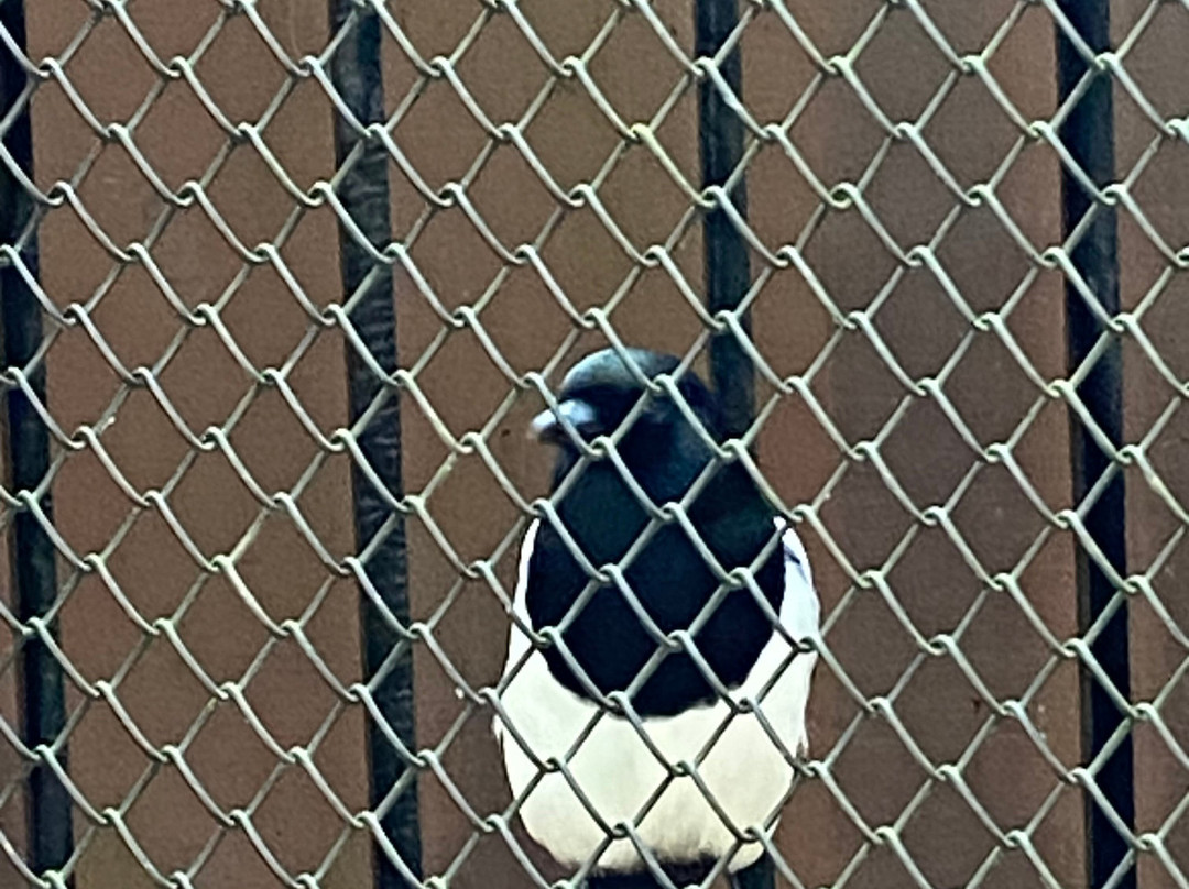 Carolina Raptor Center景点图片