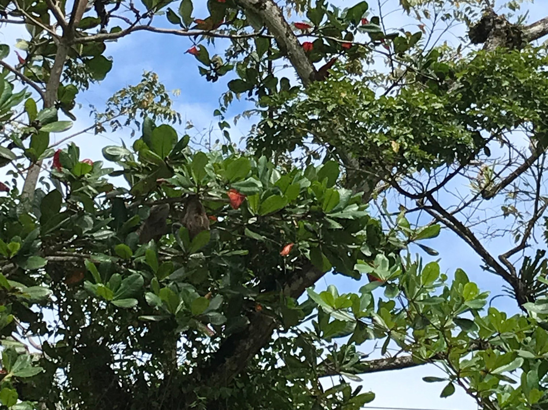 Tortuguero Canal景点图片