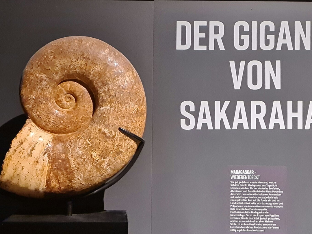 Dinosaurier Museum Altmühltal景点图片