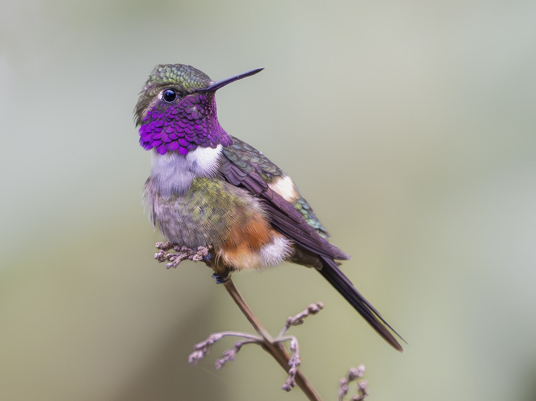 Refugio Paz de las Aves主图