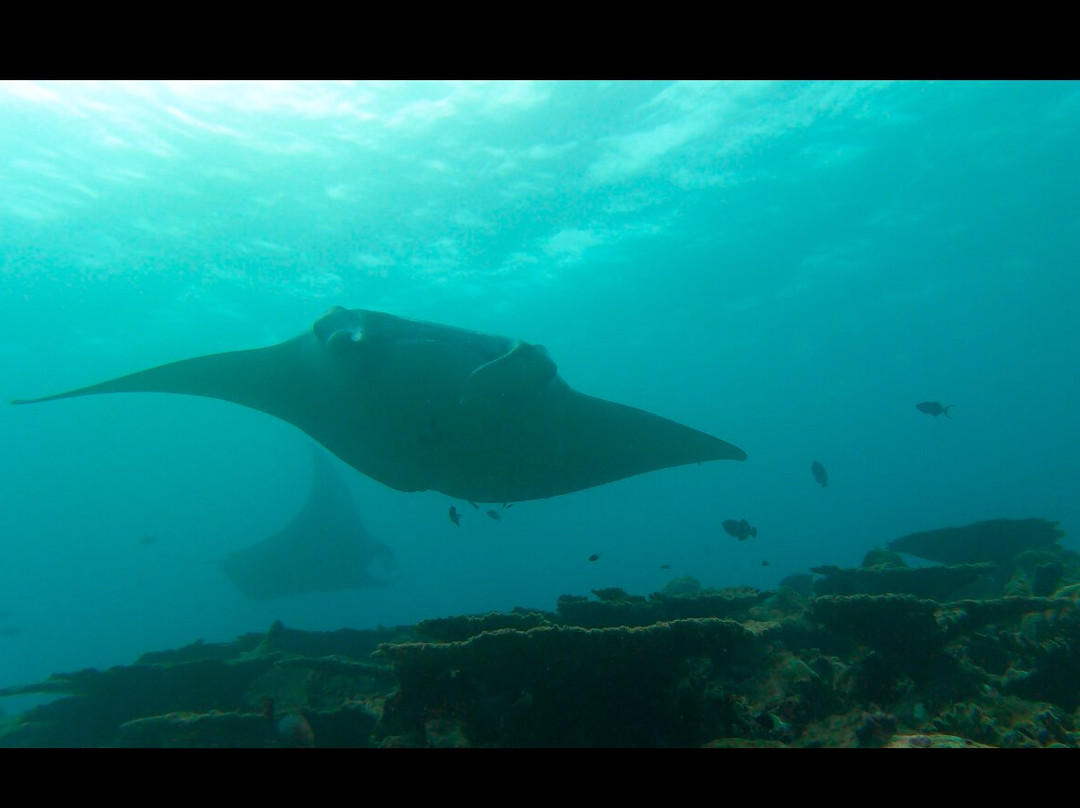 Ocean Dive Centre At Rangali景点图片