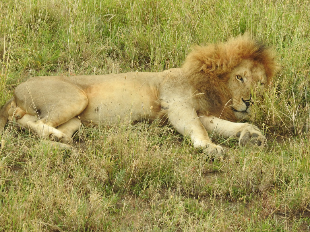 Kiroyera Tours-布科巴必去景点