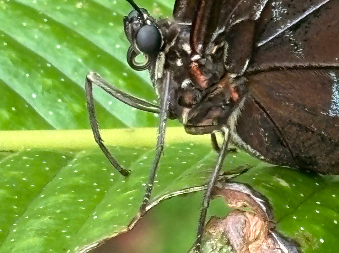 Spirogyra Butterfly Garden景点图片