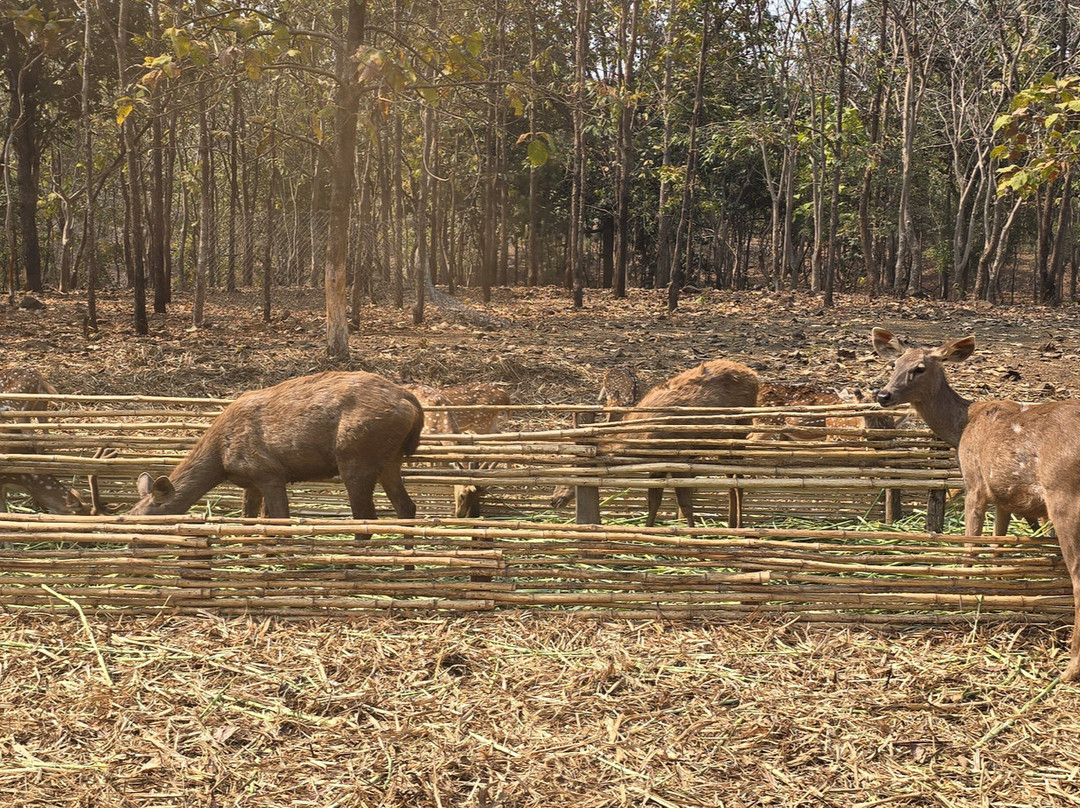 Deer Park-锡尔瓦萨必去景点