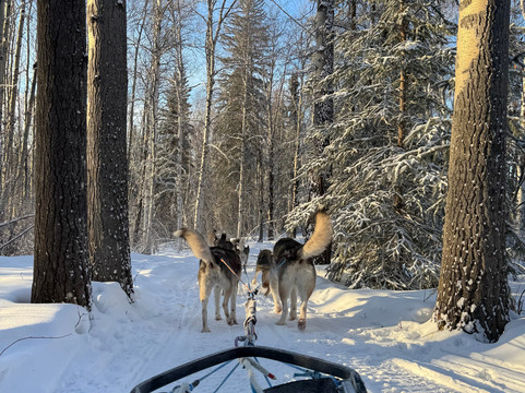 Sluice Box Sled Dogs-费尔班克斯必去景点