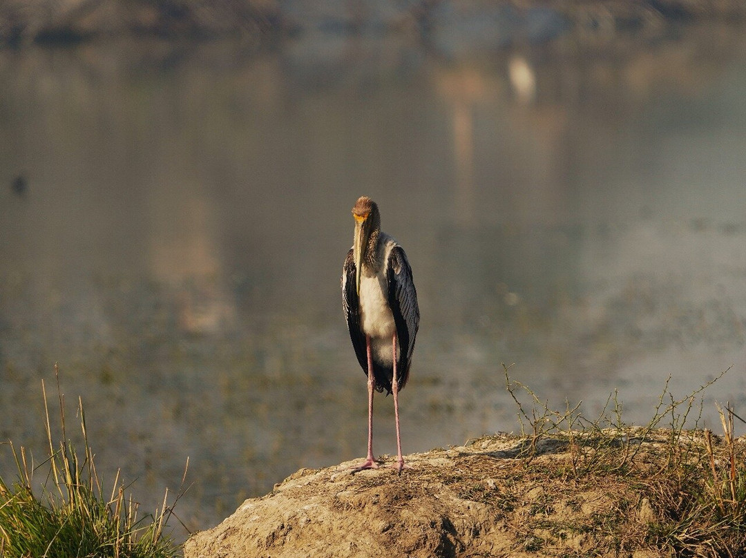Sultanpur National Park景点图片