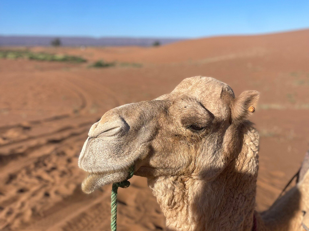 Amazing Journeys Morocco Day Tours-扎古拉必去景点