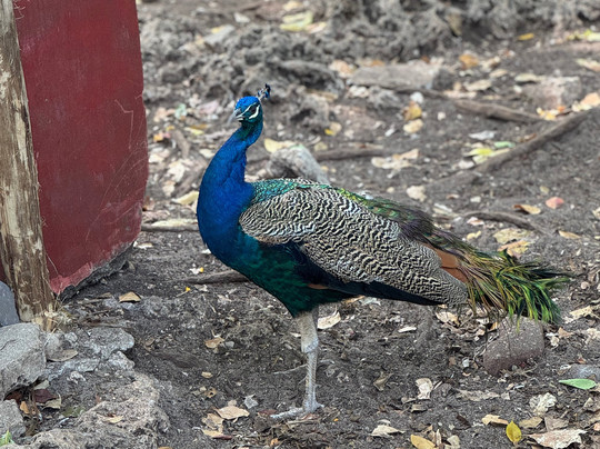 Hansver tours-桑给巴尔市必去景点