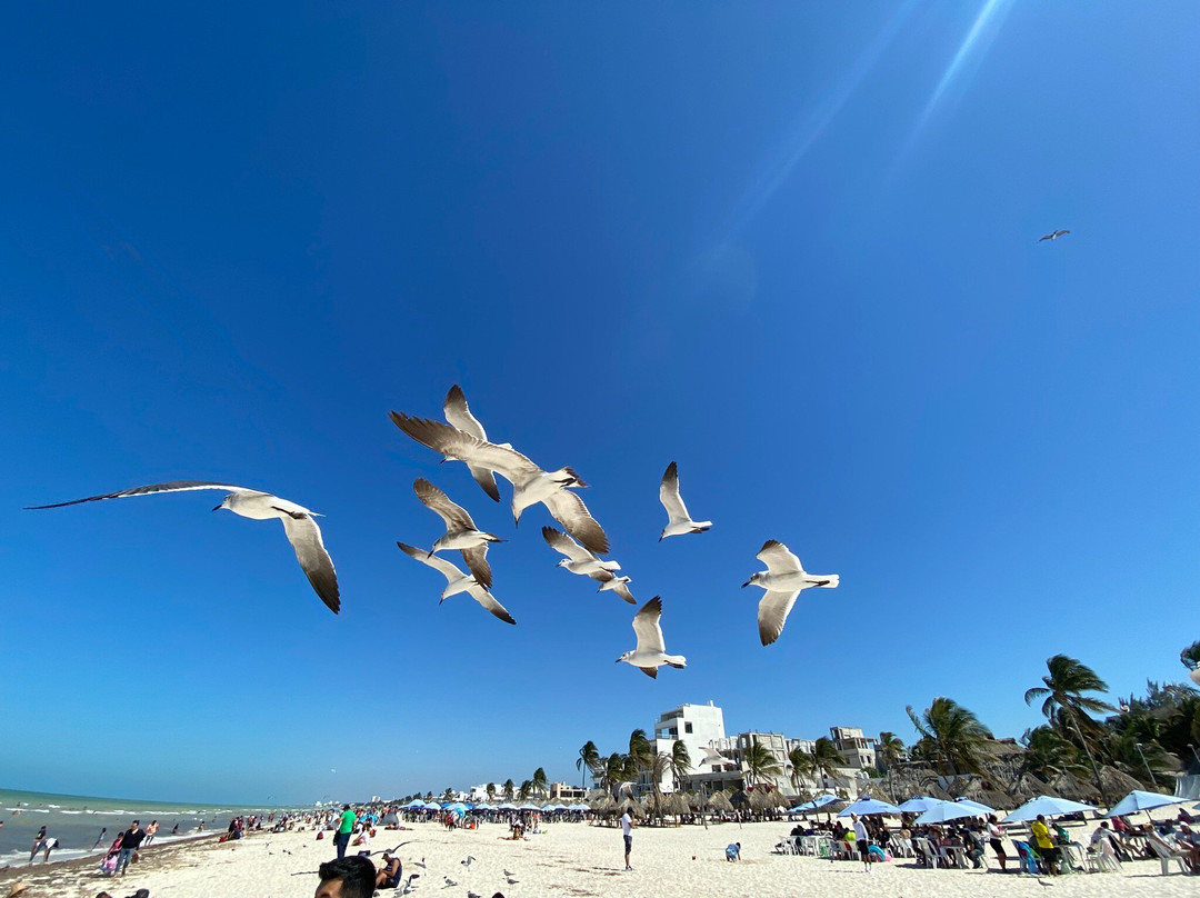 Playa Progreso-Progreso必去景点