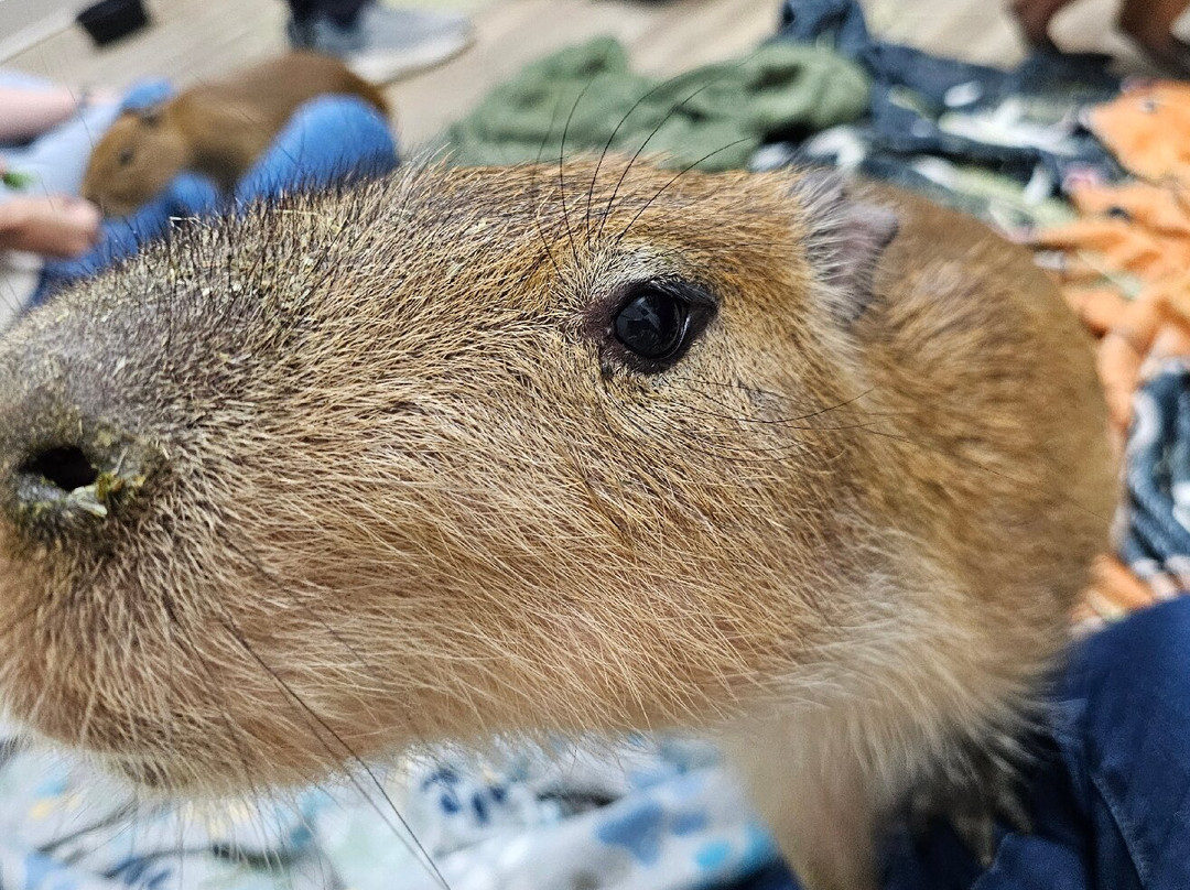 Capybara Cafe景点图片
