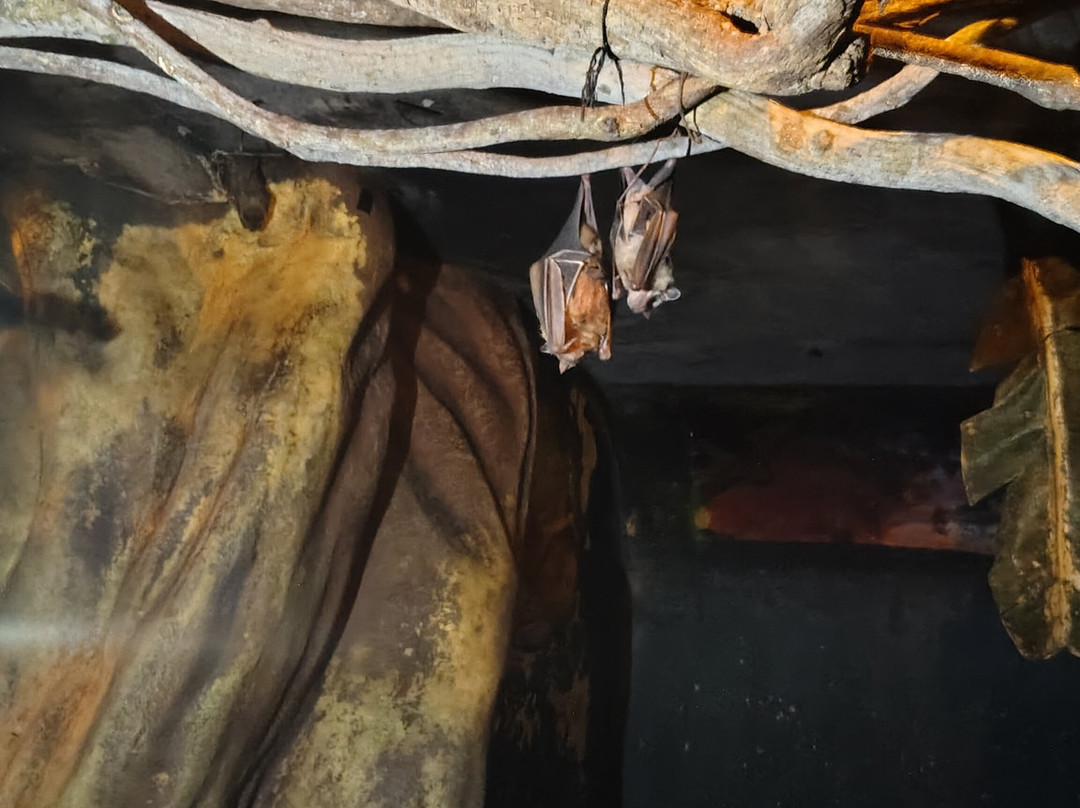 The Bat Jungle景点图片
