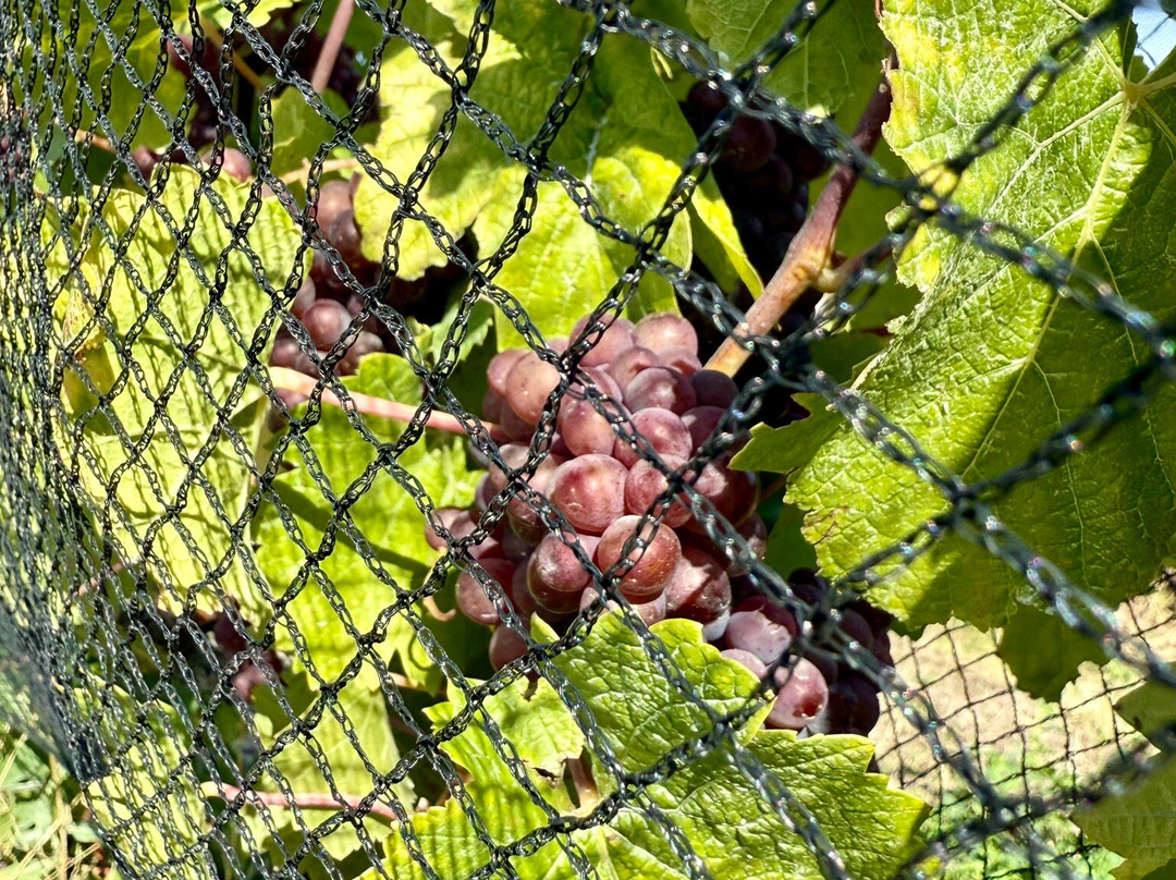 Mt Difficulty Wines Cellar Door-Bannockburn必去景点