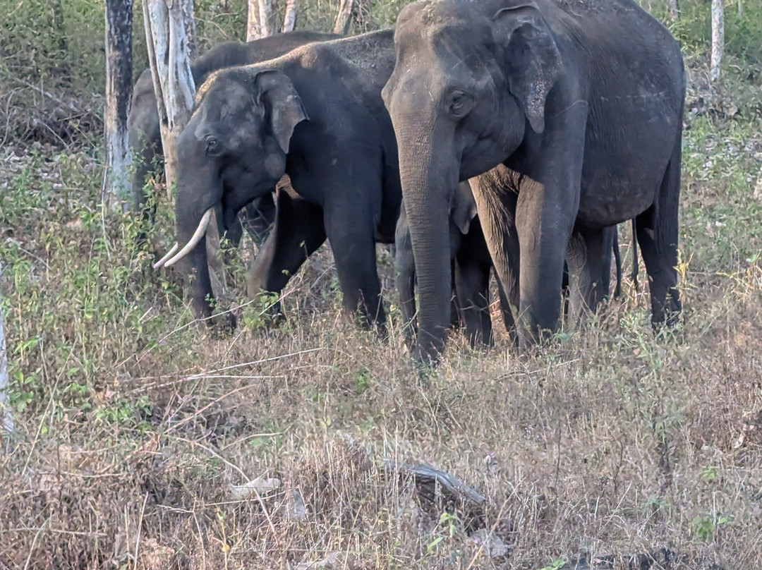 Bandipur National Park and Tiger Reserve景点图片