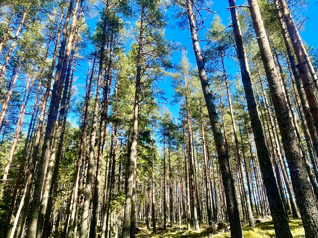 Cairngorms National Park景点图片
