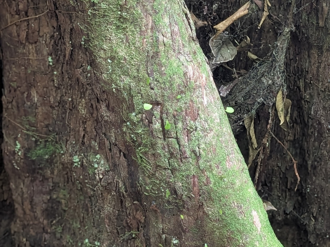 Heliconias Hanging Bridges Trails-Bijagua de Upala必去景点