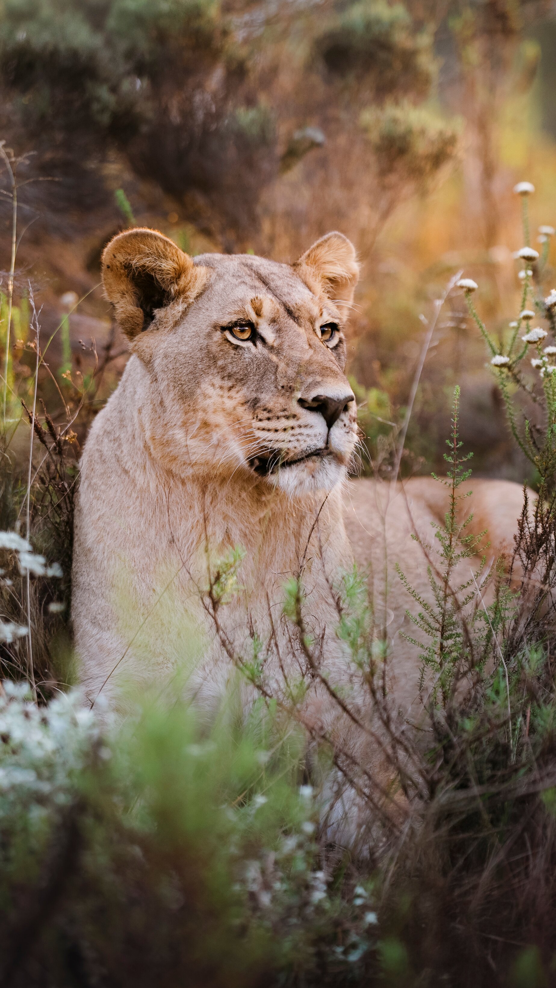 Gondwana Private Game Reserve-官方