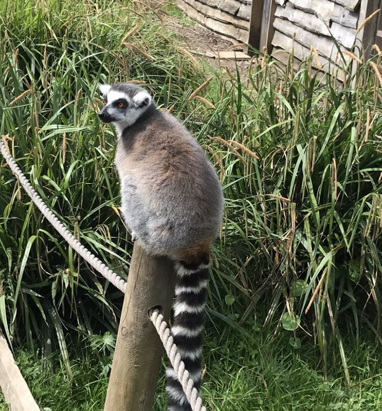 Bristol Zoo Project景点图片
