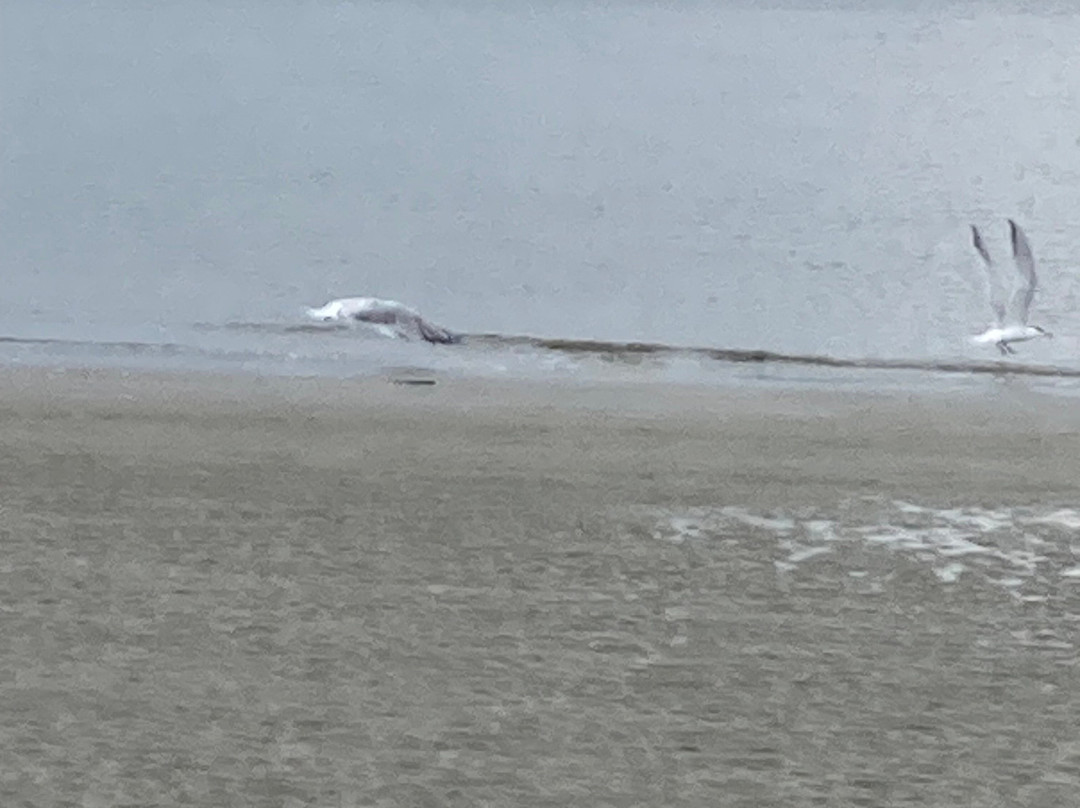 Edisto Watersports and Tackle-埃迪斯托艾兰必去景点