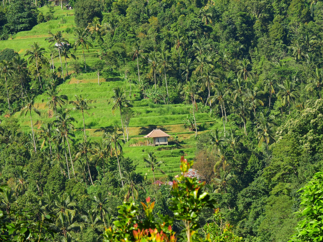 Sekumpul Accommodation主图