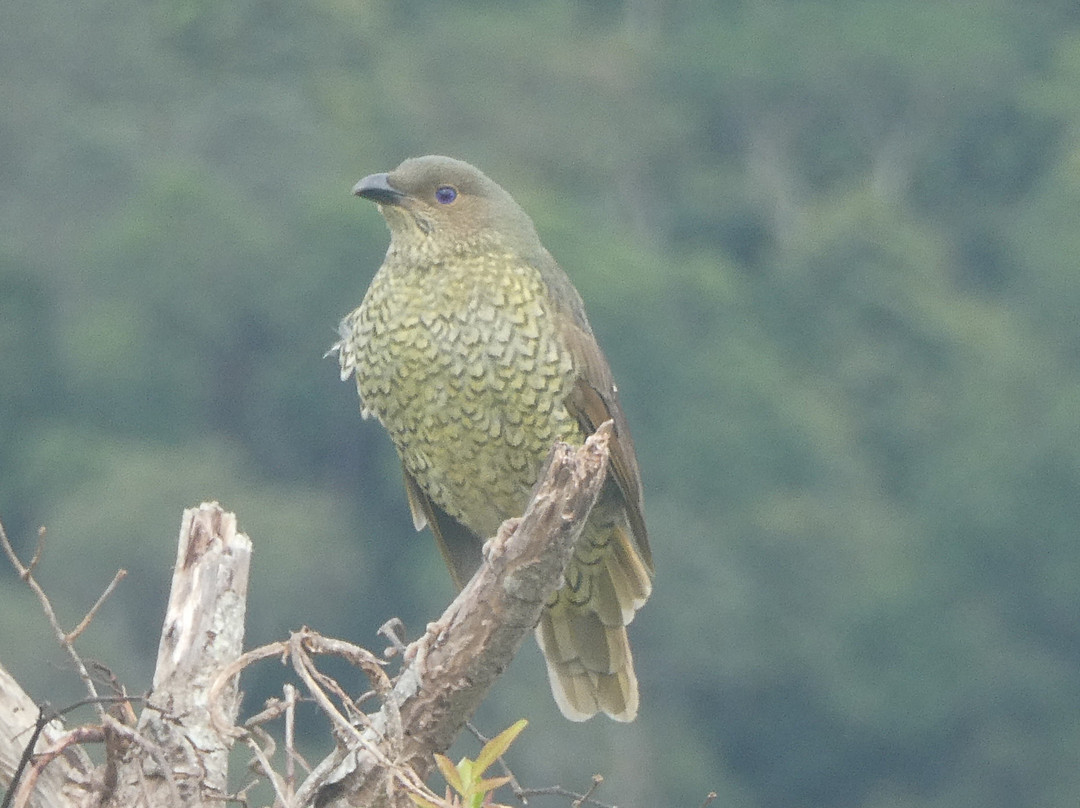 Araucaria Ecotours - Day Tours-Rathdowney必去景点