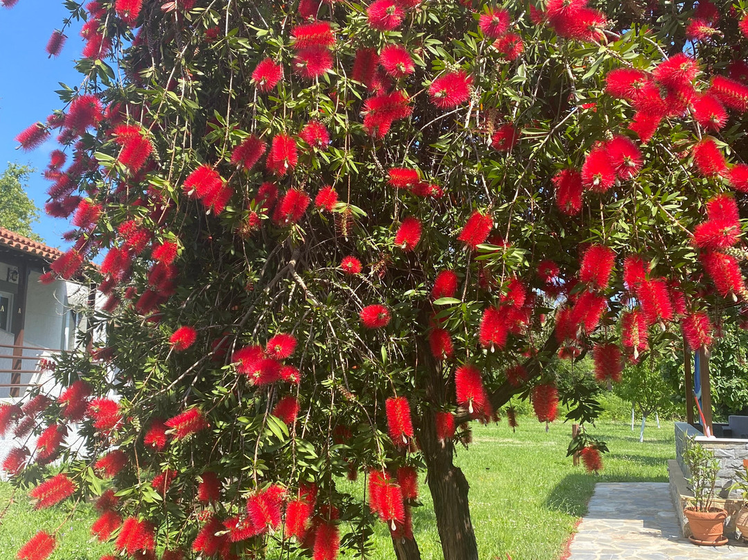 Thanos Studios & Apartments主图