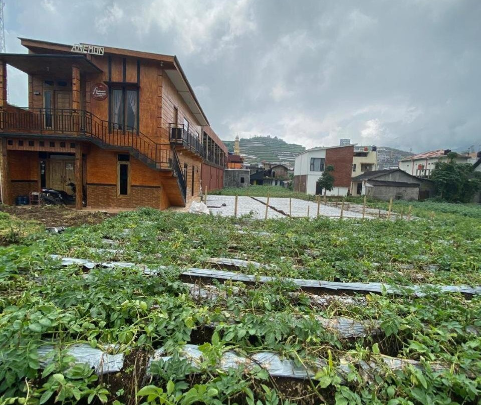 Homestay Anemon Dieng