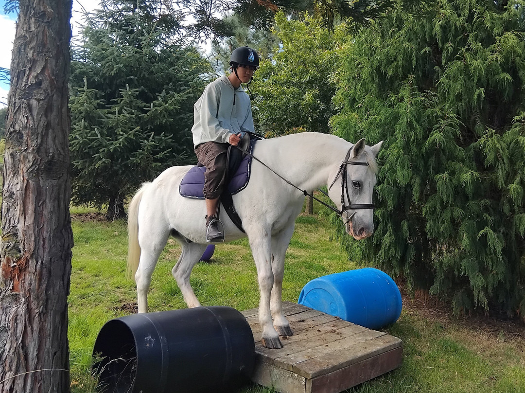 Rolleston Horse Riding Centre-基督城必去景点