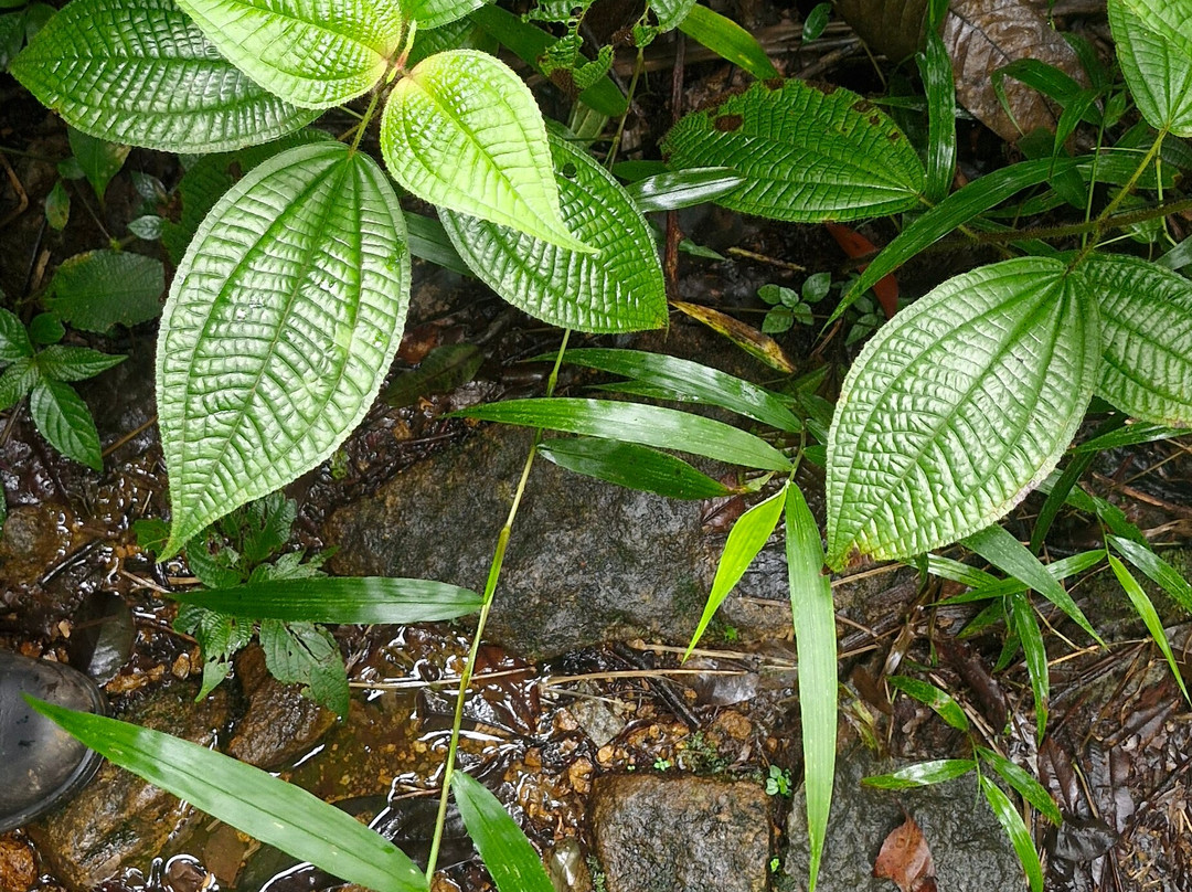 Sinharaja Rainforest Kurulugala Entrance景点图片