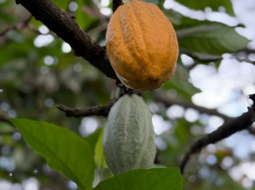 Star Rinjani-Bayan必去景点