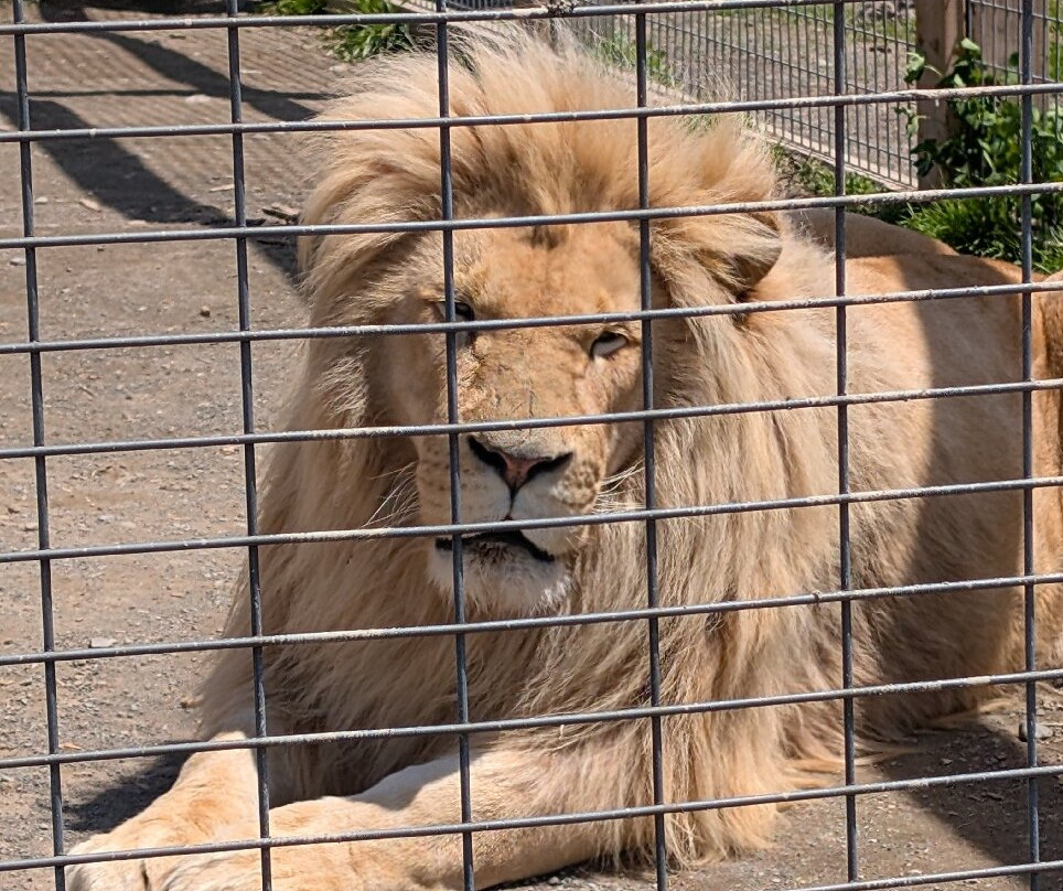 Animal Adventure Park景点图片