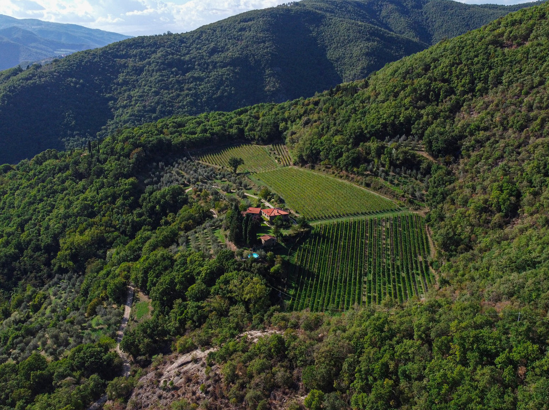 Fattoria San Leolino景点图片