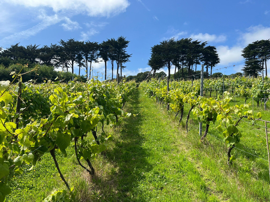 Polgoon Vineyard-彭赞斯必去景点