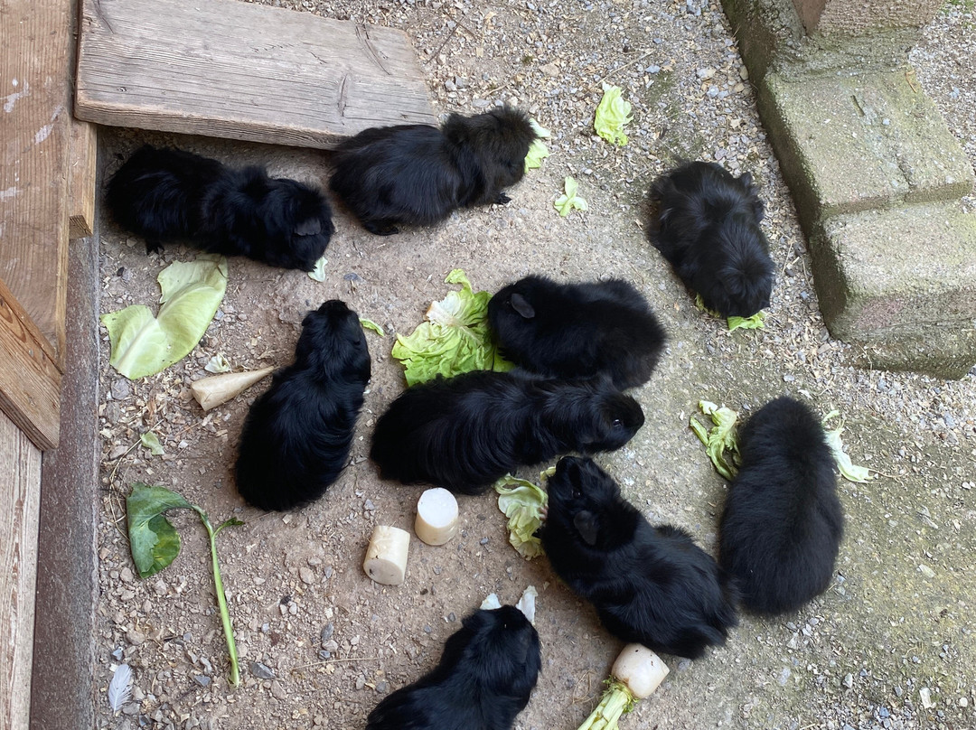 Raritätenzoo Ebbs-埃布斯必去景点