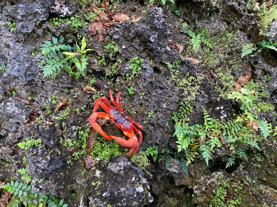 Indian Ocean Experiences-圣诞岛必去景点