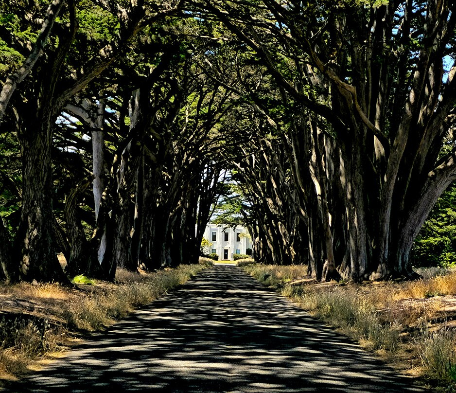 Cypress Tree Tunnel-Inverness必去景点