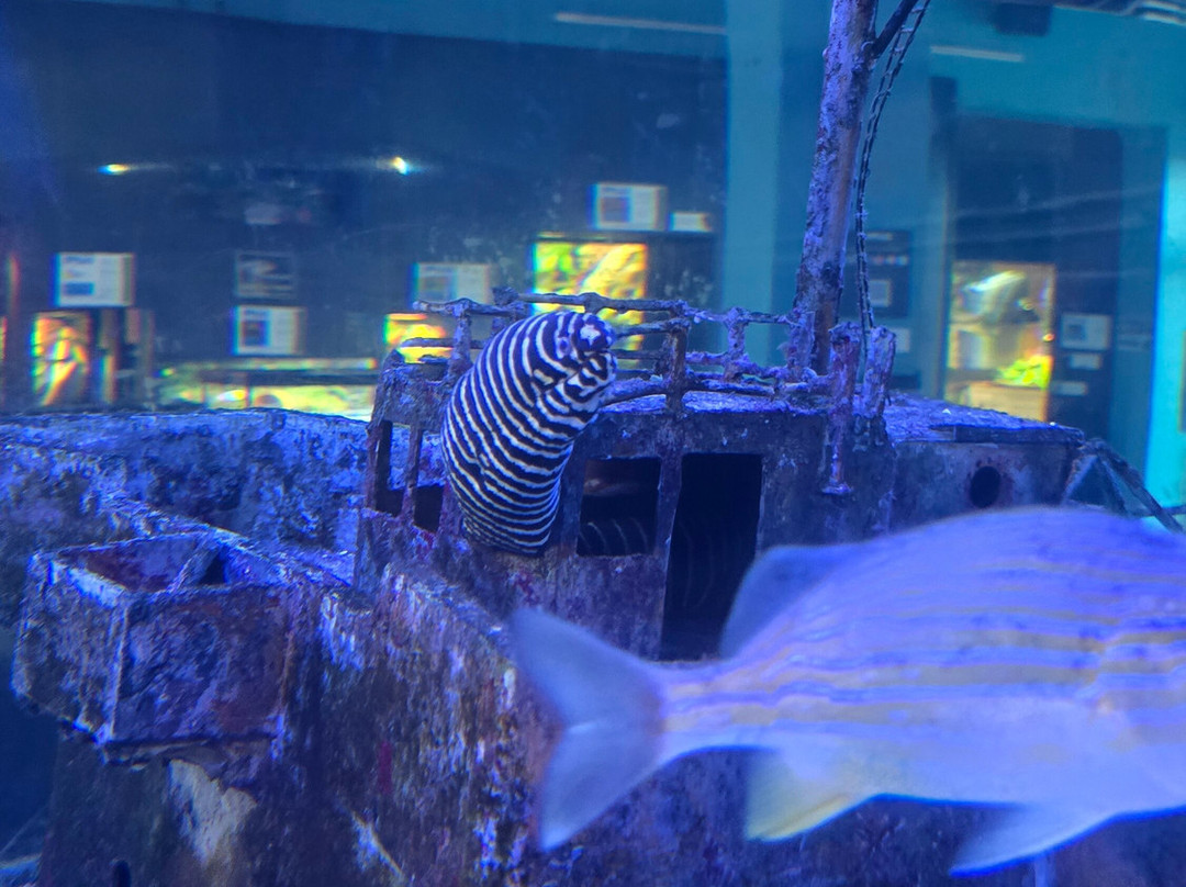 IMAG History & Science Center-迈尔斯堡必去景点