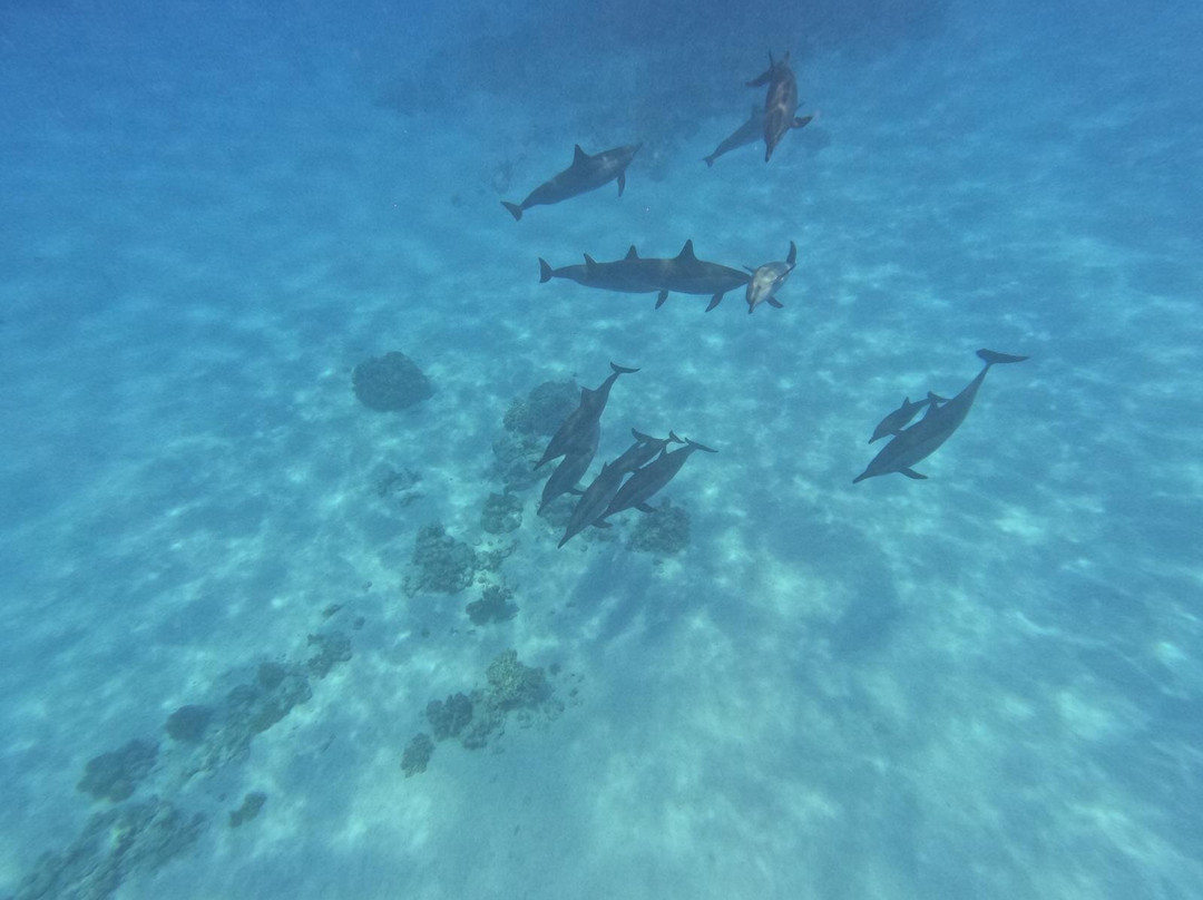 Sataya Dolphin Reef-马萨阿拉姆必去景点